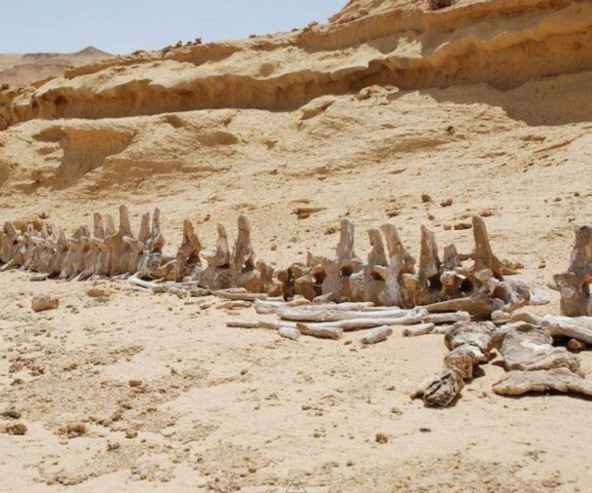Ancient whale fossils at Wadi El Hitan, Whales Valley